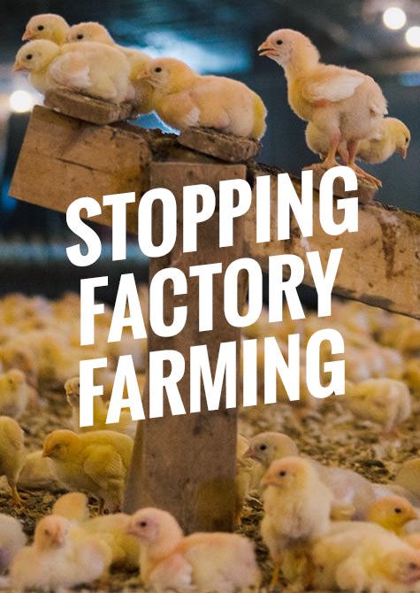 the humane society of the united states stopping factory farming 7