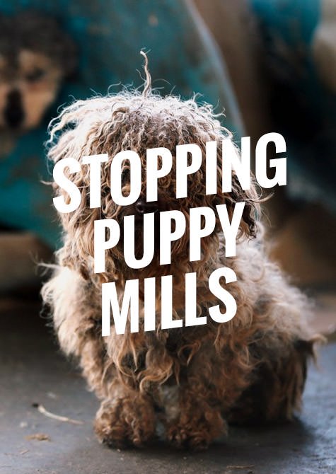 the humane society of the united states stopping puppy mills 4